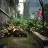 JASA TEBANG POHON PROFESIONAL DI BALI - Image 2