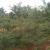 PERENCANA DAN KNSULTAN POTENSI WISATA DESA SELURUH DIY