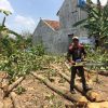 TUKANG TEBANG POHON MEDAN TERMURAH