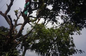 TEBANG POHON TERMURAH DI BOGOR