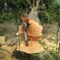 Jasa tebang pohon Semarang