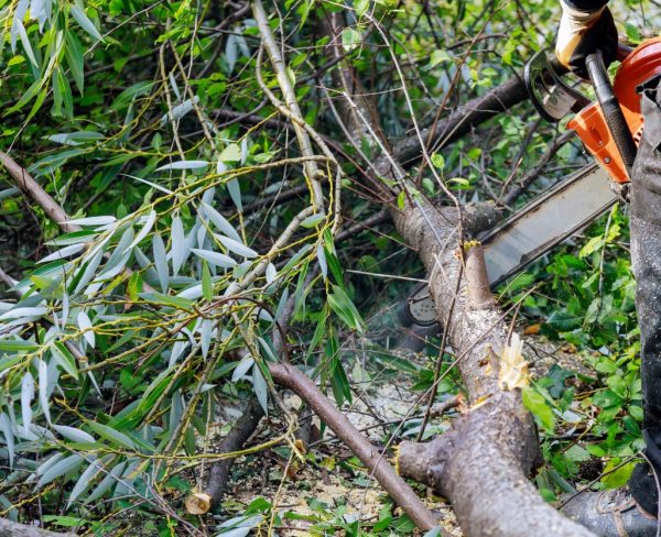 Proses pemangkasan pohon tinggi di Wonosobo oleh ahli tebang pohon berpengalaman.